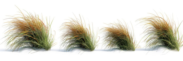 3d illustration of Poa labillardier bush isolated on transparent background
