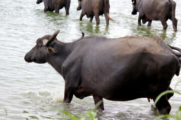 close up shot of buffalo italian buffalo and indian buffalo at water lake