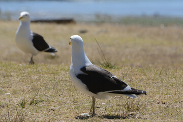 Larus dominicanus, two birds on the grass looking at each other