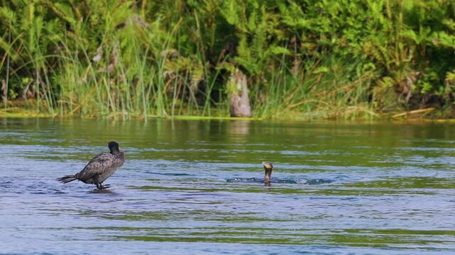Neotropic Cormorant. Phalacrocorax brasilianus, Yeco Cormoran Negro. Two black cormorants changing places to dry their wings after eating in the river