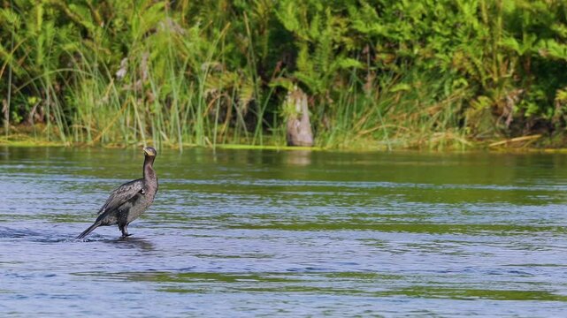 Neotropic Cormorant. Phalacrocorax brasilianus, Yeco Cormoran Negro. Black cormorant flapping its wings in the wind to dry them