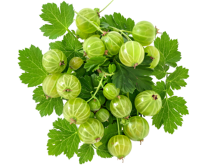Harvesting Ripe Green Gooseberries from the Bush on white background