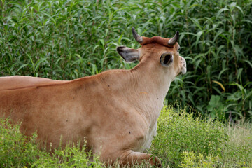 cow lying down on grass in farm field