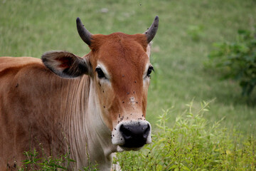 cow lying down on grass in farm field