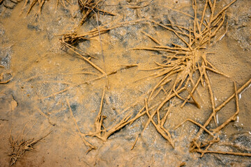 dry grass in a brown puddle in the countryside