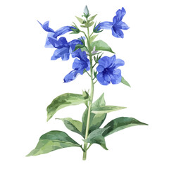 Watercolor Graphic of a Lobelia flower, isolated on a white background, Lobelia flower drawing