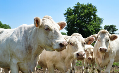 A herd of Charolais cow with a little calves, in a green pasture in the countryside.