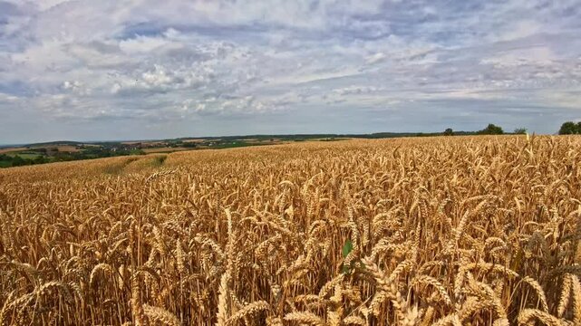 goldenes Kornfeld im Sommer, Erntezeit, reifes Getreide, Bio-Landwirtschaft, Landschaft, Landwirtschaft
