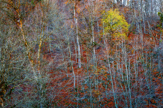 Hyrcanian Forests (Chenar Bon). The Hyrcanian forests are a zone of lush lowland and montane forests covering about 55,000 square kilometres near the shores of the Caspian Sea in Iran and Azerbaijan. 