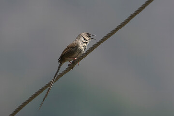 Himalayan prinia or Prinia crinigera in Binsar in Uttarakhand, India