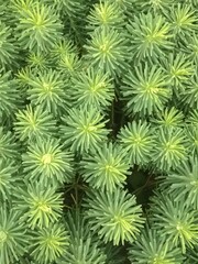 green grass background