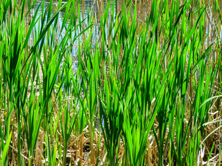 Green reed