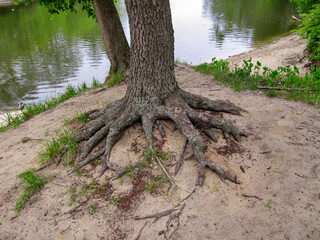 Fairytale tree roots