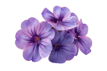 Obraz premium Purple Heliotrope Flowers Close-Up