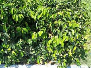 green leaves plants background nature image