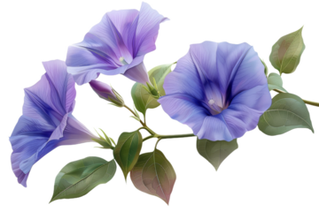 Purple Morning Glory Flowers