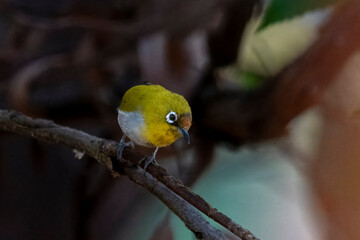 Indian white-eye or Zosterops palpebrosus or Oriental white-eye, in Binsar in Uttarakhand, India