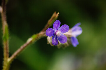 Ancusa Anchusa azurea blooming buds of blue violet flowers in spring garden. Floral postcard, banner with space for text. Flowering plants in sunlight