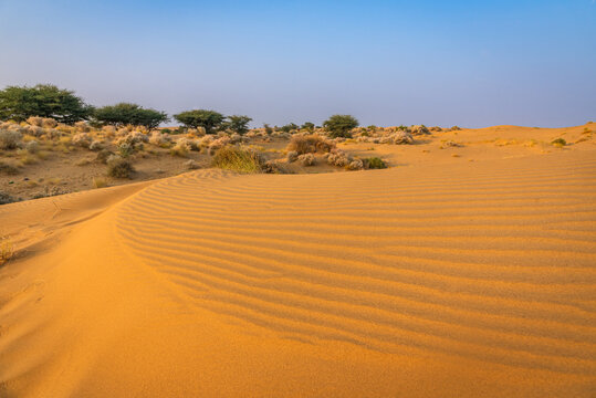 View during sunrise at great thar desert in Jaisalmer, Rajasthan, India.