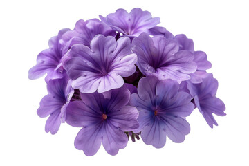 Fototapeta premium Purple Verbena Flower Bouquet