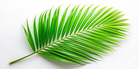 Obraz premium Single Palm Leaf on White Background, Minimalist Tropical, Green, Nature , Isolated, Palm leaf