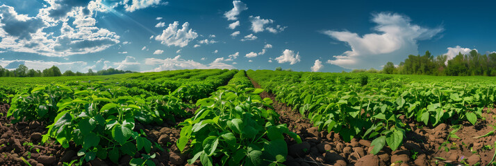 Strong healthy potato plants in a well-kept potato field. Well cultivated, according to all the laws of agricultural technology, fertile soil. Sunny summer day. Concept of science-based agribusiness.