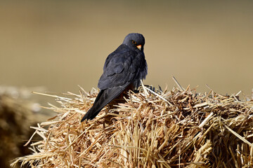 Rotfußfalke - Männchen sitzt auf einem Strohballen // Red-footed falcon - male sitting on a straw bale (Falco vespertinus)