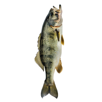 recommend clip art: Photo of Bass isolated on transparent background