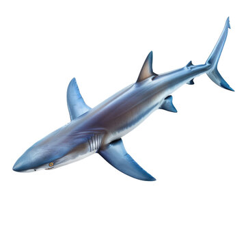 recommend clip art: Photo of Blue Shark isolated on transparent background