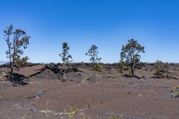 Metrosideros polymorpha, the ʻōhiʻa lehua, flowering evergreen tree in the myrtle family,...