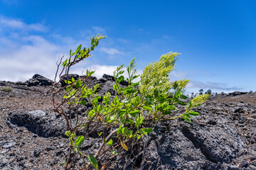 Rumex skottsbergii, or more commonly known as lava dock, is a shrub of the genus Rumex. Hawaii...
