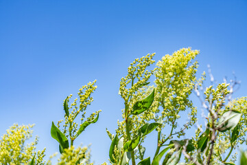 Rumex skottsbergii, or more commonly known as lava dock, is a shrub of the genus Rumex. Hawaii...