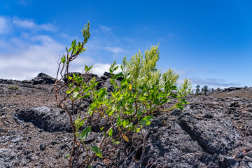Rumex skottsbergii, or more commonly known as lava dock, is a shrub of the genus Rumex. Hawaii...