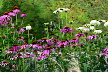 
Viele Scheinsonnenhüte in einem Blumenbeet