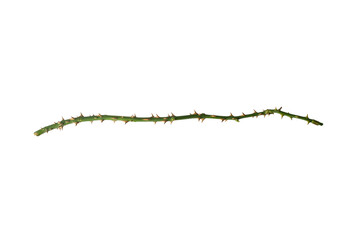 Naklejka premium Rose branch. Branch with thorns isolated on a white background.