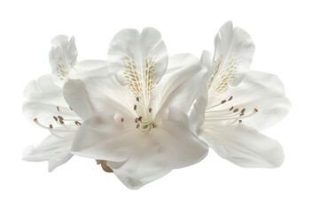 Fototapeta premium White Azalea Bloom Isolated on White Background