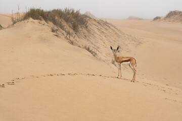 Springbok in beautiful sand dune landscape