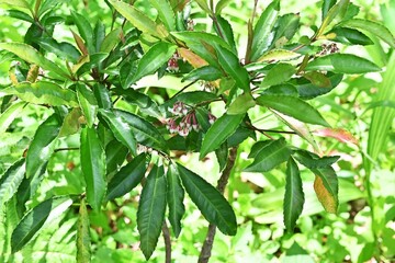 Coralberry (Ardisia crenata) flowers. Primulaceae evergreen shrub. White flowers bloom in umbels in...