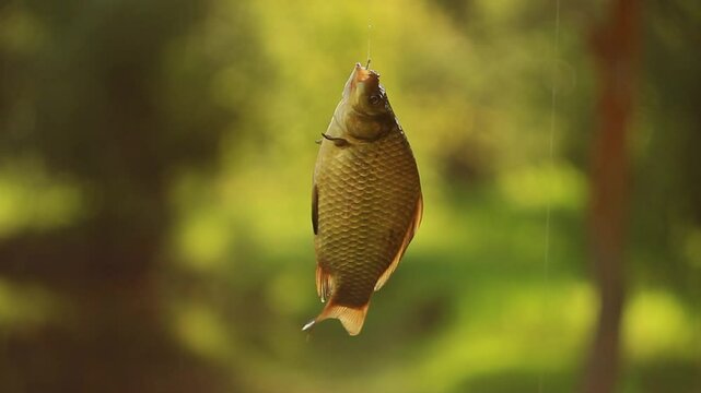 moving alive fish on hook close up
