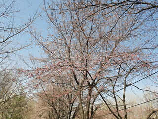 tree in the sky