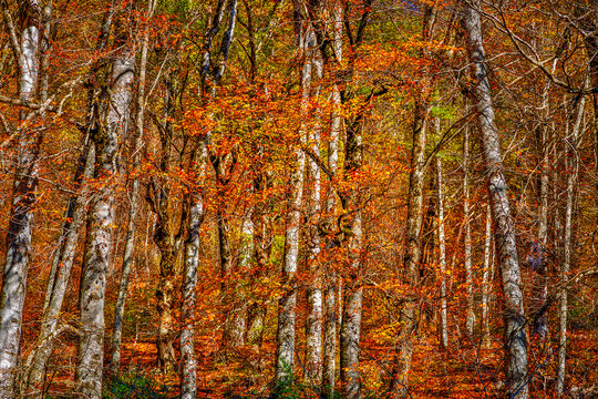 Hyrcanian Forests (Chenar Bon). The Hyrcanian forests are a zone of lush lowland and montane forests covering about 55,000 square kilometres near the shores of the Caspian Sea in Iran and Azerbaijan. 