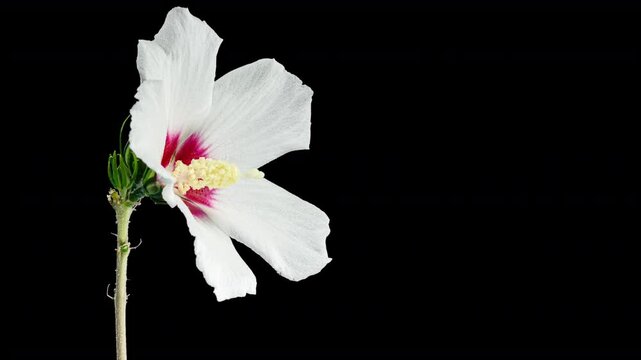 Time Lapse Footage of White Syrian Hibiscus Syriacus Flower Growing Blossom from Bud to Full Blossom Isolated on Black Background. Copy Space