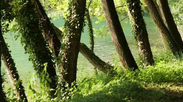 Adda, fiume Adda, Crespi d'Adda, trees water river wild rivers, flowing water, riverside, tree, wood, Vaprio d'Adda, Calolziocorte, Calusco d'Adda, mountain, clear water, nature