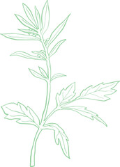 Mugwort Line art