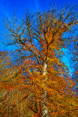 Hyrcanian Forests (Chenar Bon). The Hyrcanian forests are a zone of lush lowland and montane forests covering about 55,000 square kilometres near the shores of the Caspian Sea in Iran and Azerbaijan. 