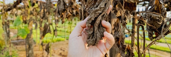 A hand holding wilted, dried leaves in a garden, representing environmental issues and climate change impacts on agriculture
