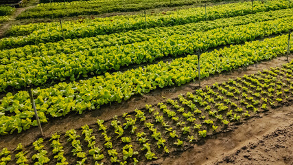 Rows of thriving lettuce plants on a farm, representing sustainable agriculture and organic...