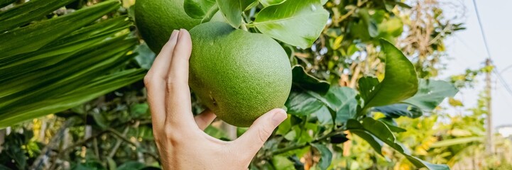 Hand picking a fresh green pomelo from a tree in a lush garden, symbolizing organic farming and natural food harvesting