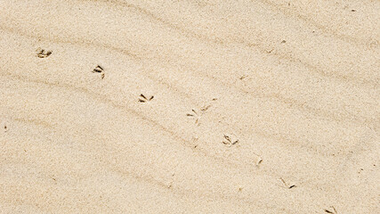 Bird footprints on sandy beach, symbolizing nature exploration and coastal tranquility, perfect for summer vacation themes