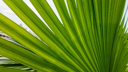 Obraz premium Close-up of a vibrant green palm leaf representing tropical vacations and eco-friendly living concepts